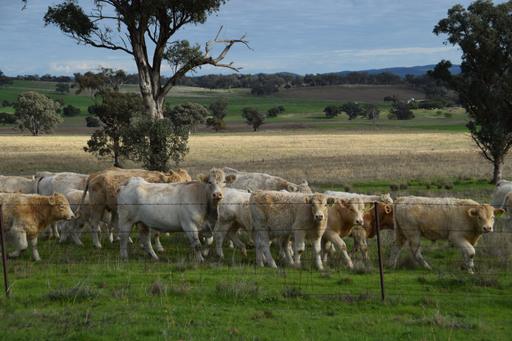Farm For Sale - NSW - Curra Creek - 2820 - Productive Basalt Country in a Sought After Curra Creek Location 