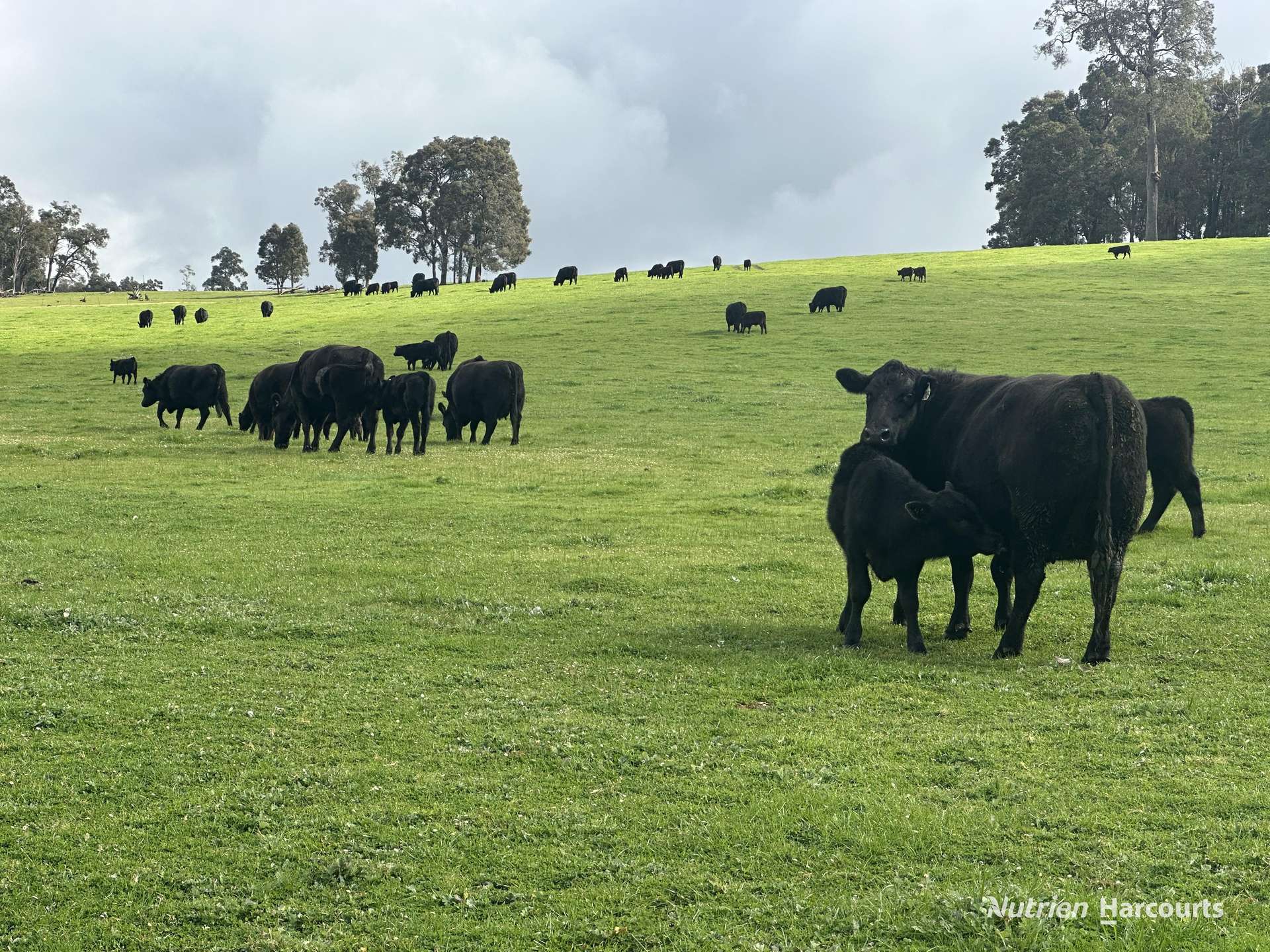 2741 Coalfields Road, Allanson For Sale by Farmbuy.com - image 4