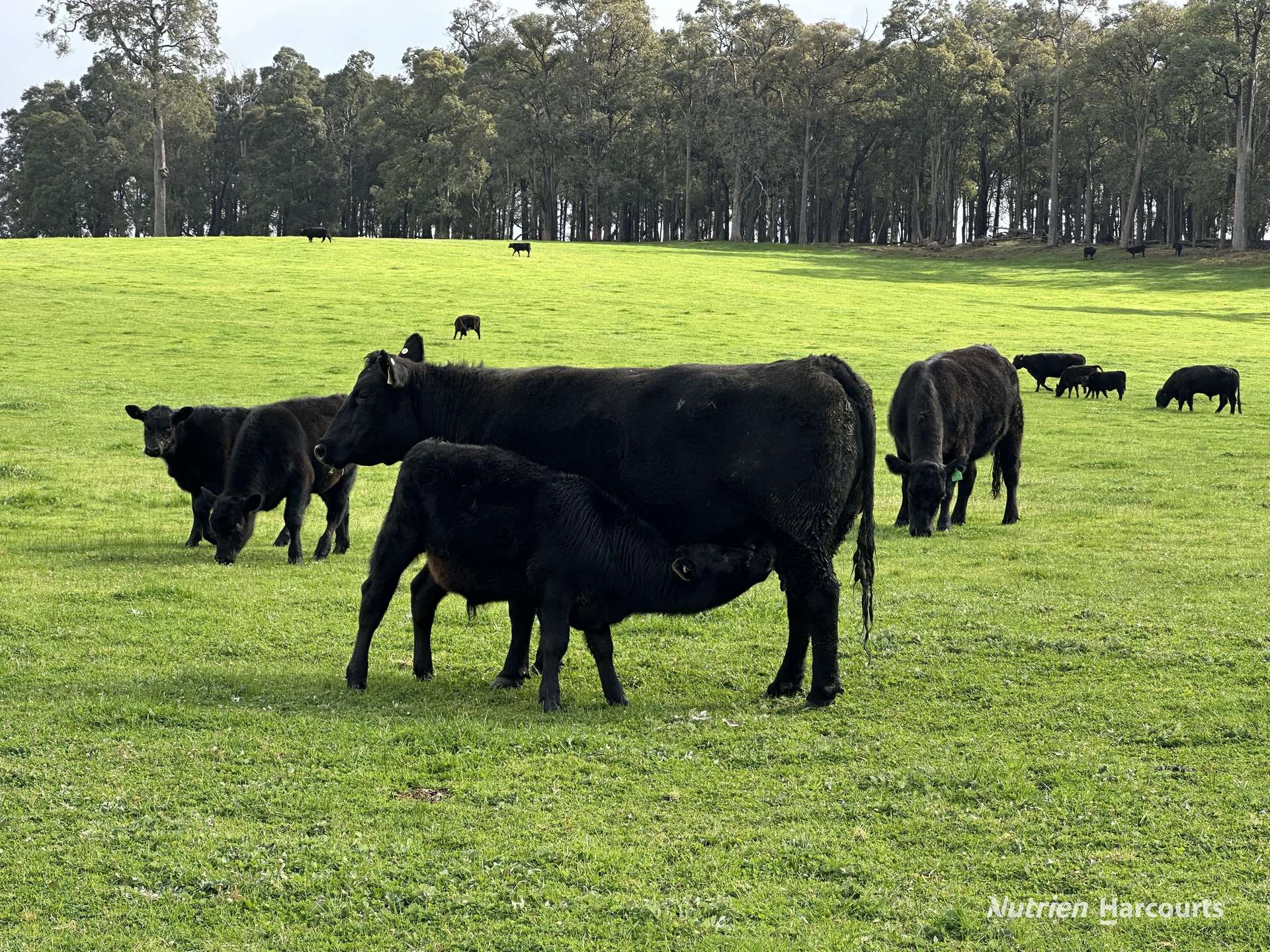 2741 Coalfields Road, Allanson For Sale by Farmbuy.com - image 8