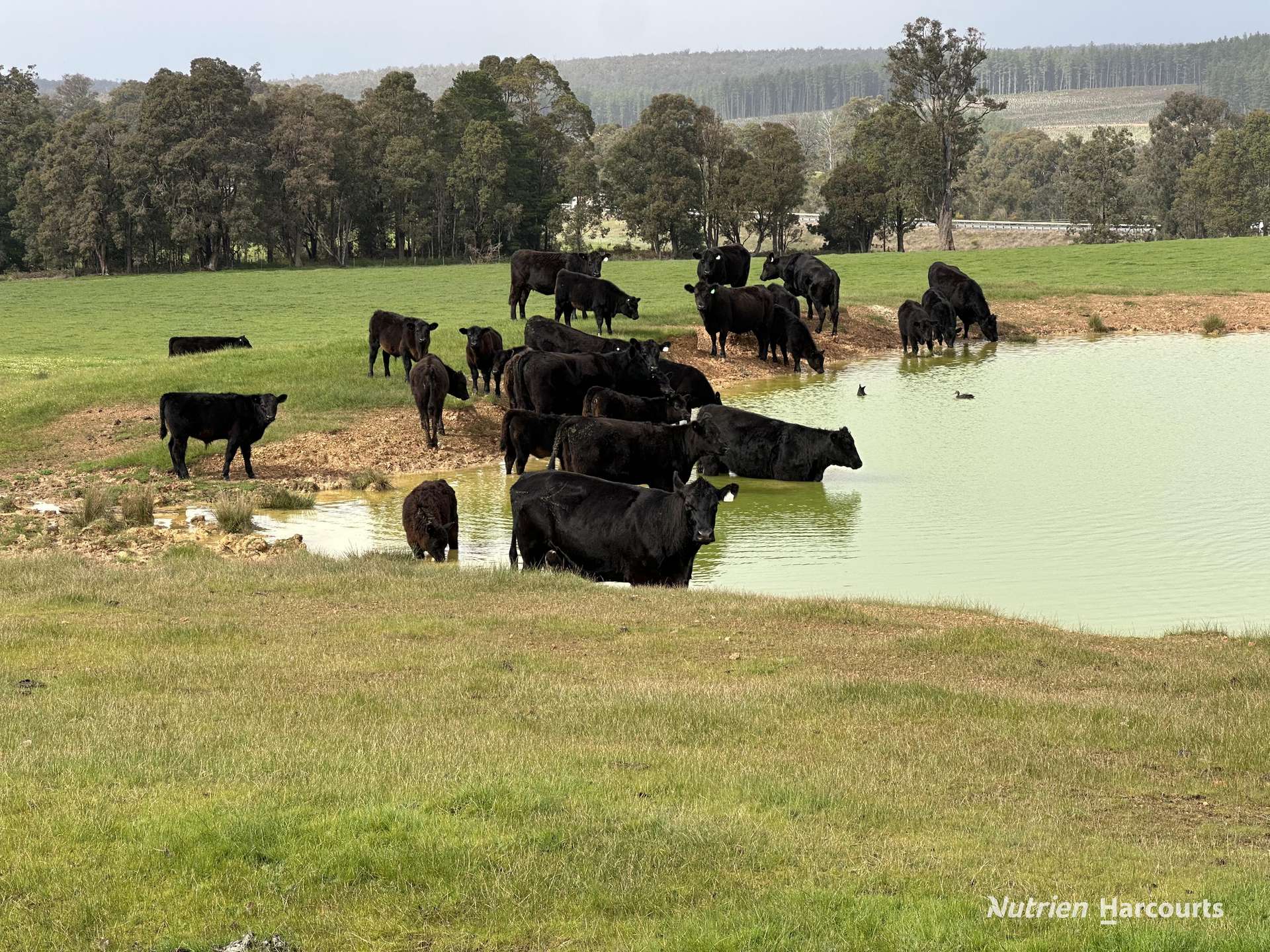 2741 Coalfields Road, Allanson For Sale by Farmbuy.com - image 10