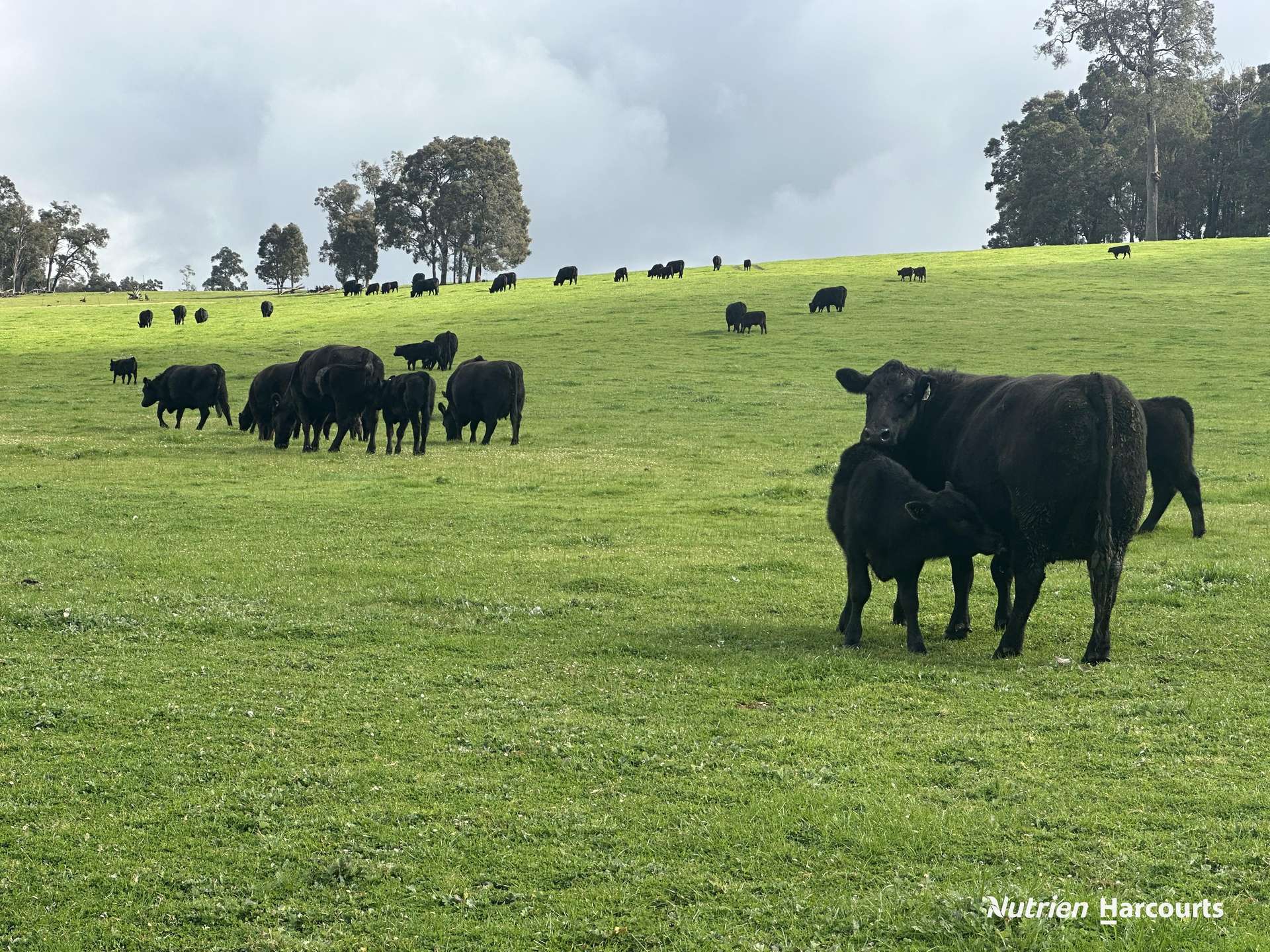 2741 Coalfields Road, Allanson For Sale by Farmbuy.com - image 14