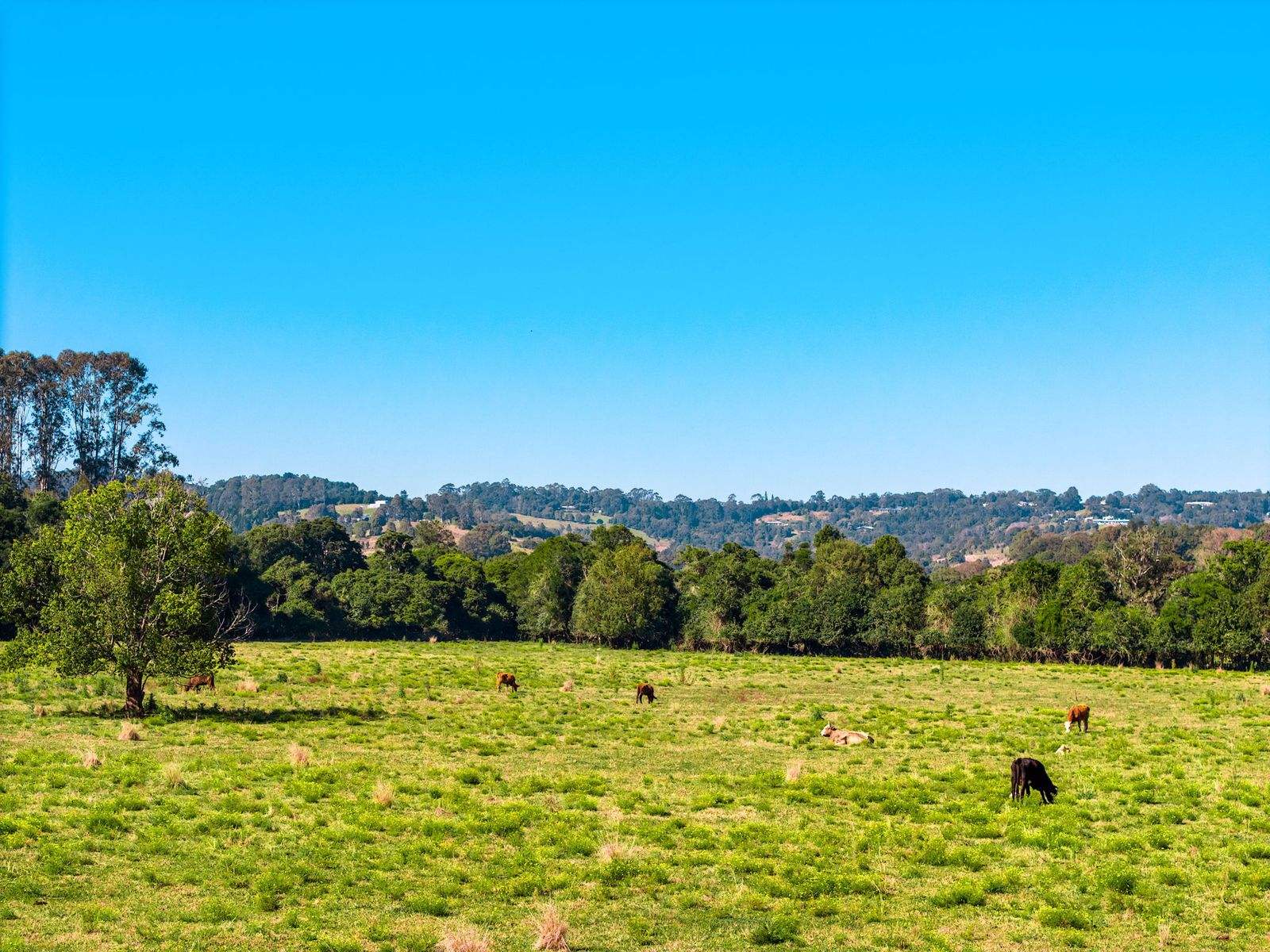 304 Eltham Road, Eltham For Sale by Farmbuy.com - image 15