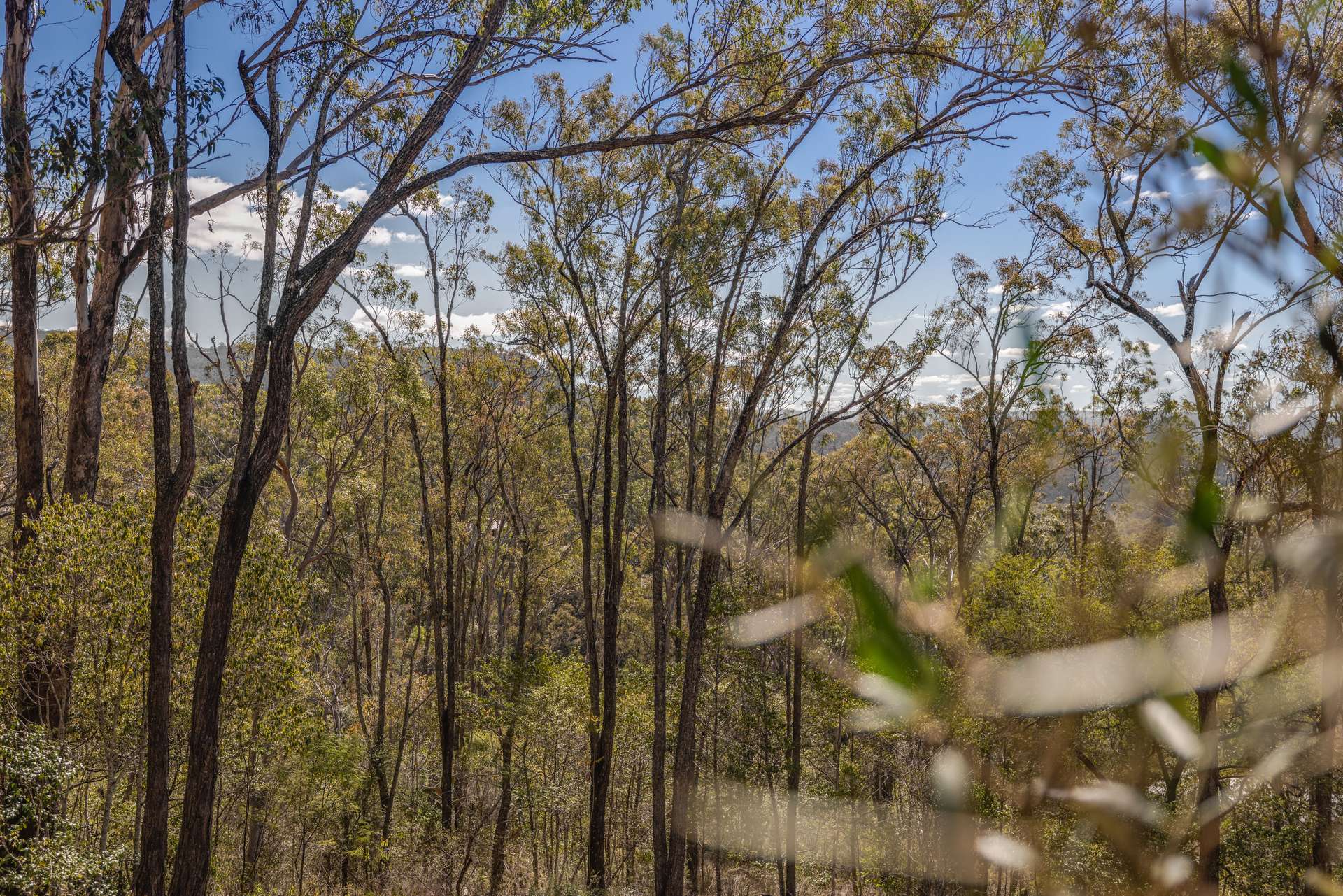 40 Berghofer Drive, Withcott For Sale by Farmbuy.com - image 10