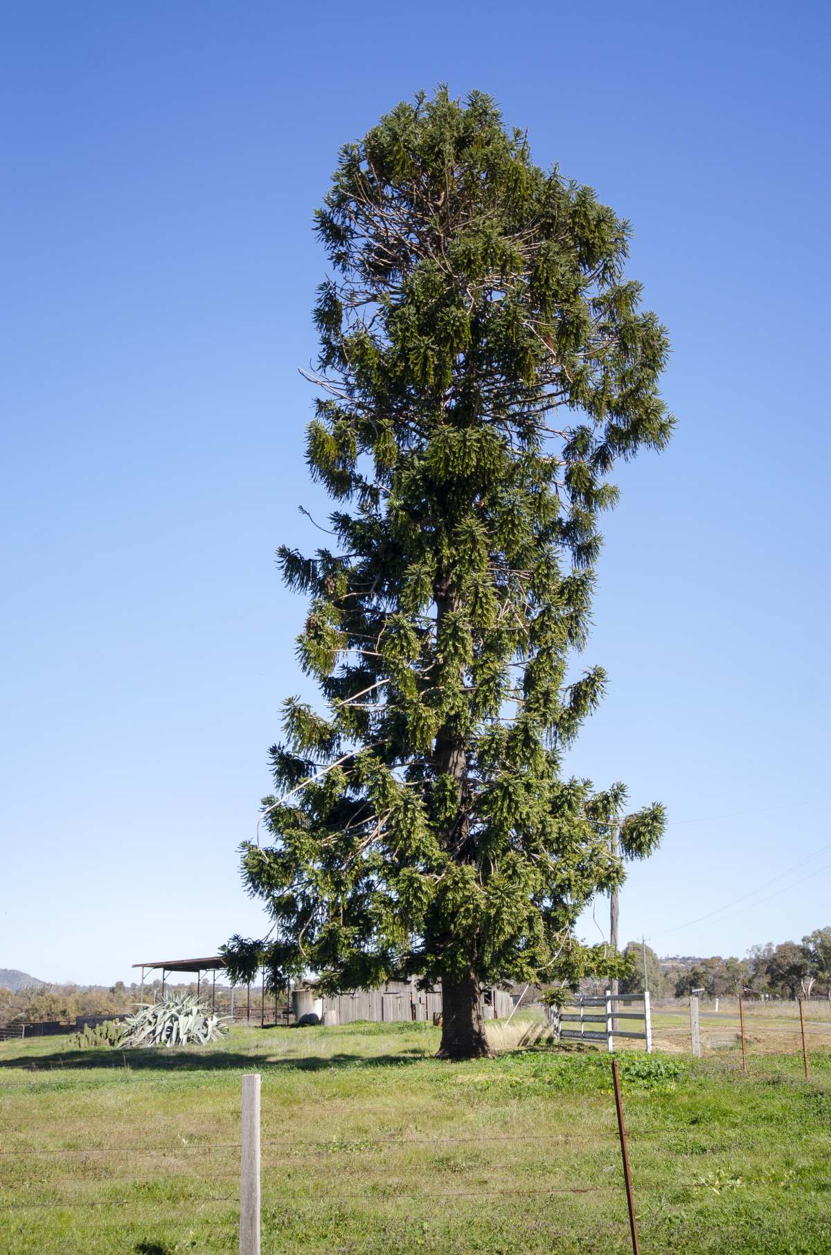 150 Borah Creek Road, Quirindi For Sale by Farmbuy.com - image 22