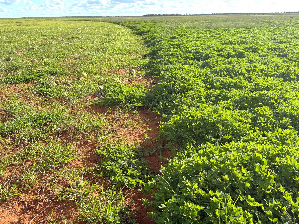 'Mount Hope' Curtis Road, Wargan For Sale by Farmbuy.com - image 11