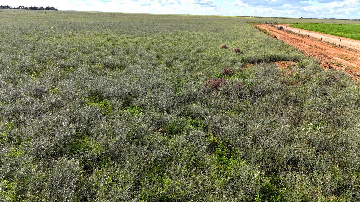 'Mount Hope' Curtis Road, Wargan For Sale by Farmbuy.com - image 4