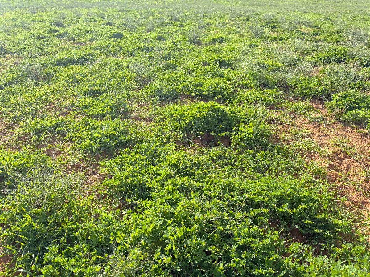 'Mount Hope' Curtis Road, Wargan For Sale by Farmbuy.com - image 12