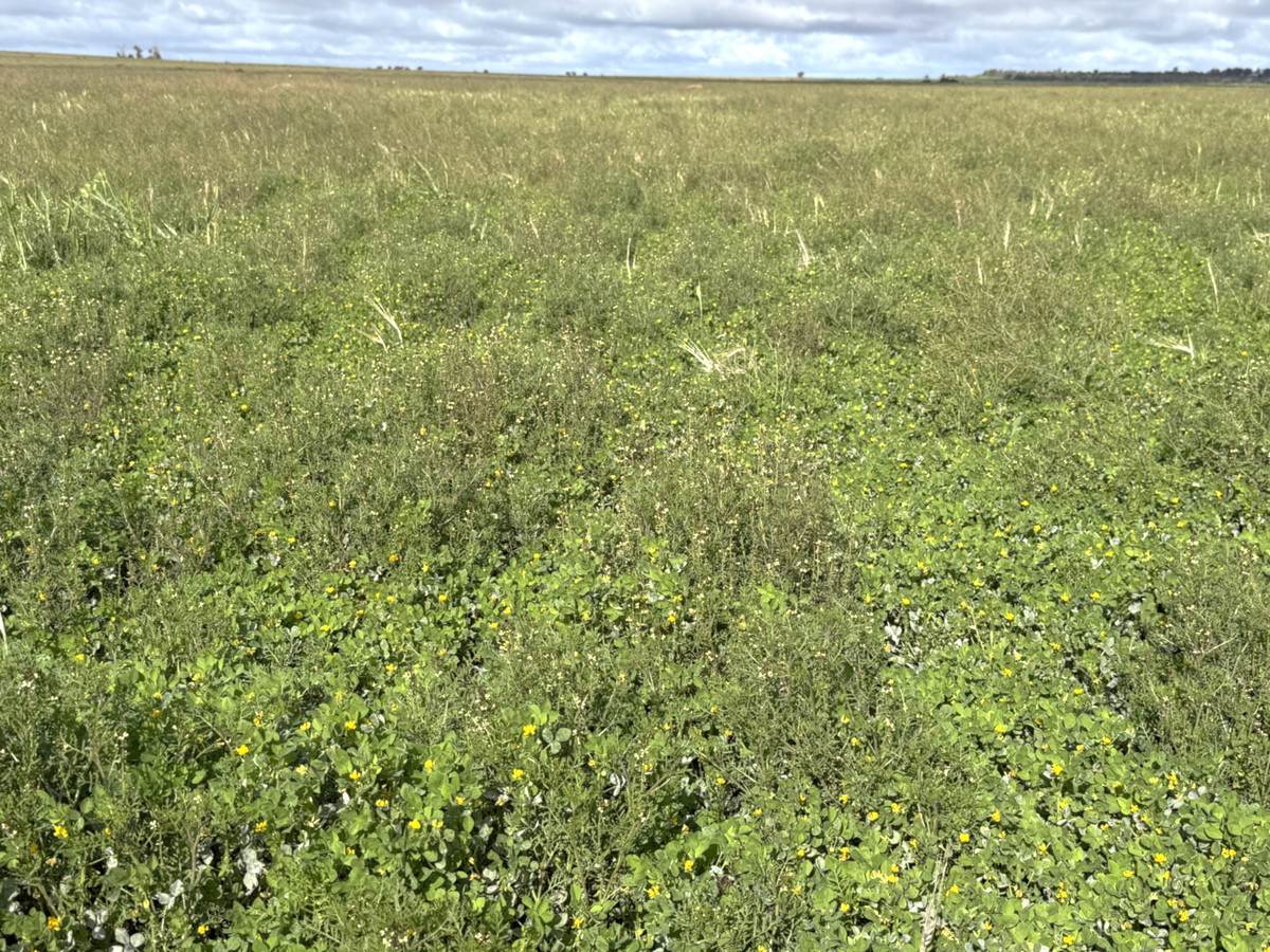 'Mount Hope' Curtis Road, Wargan For Sale by Farmbuy.com - image 19
