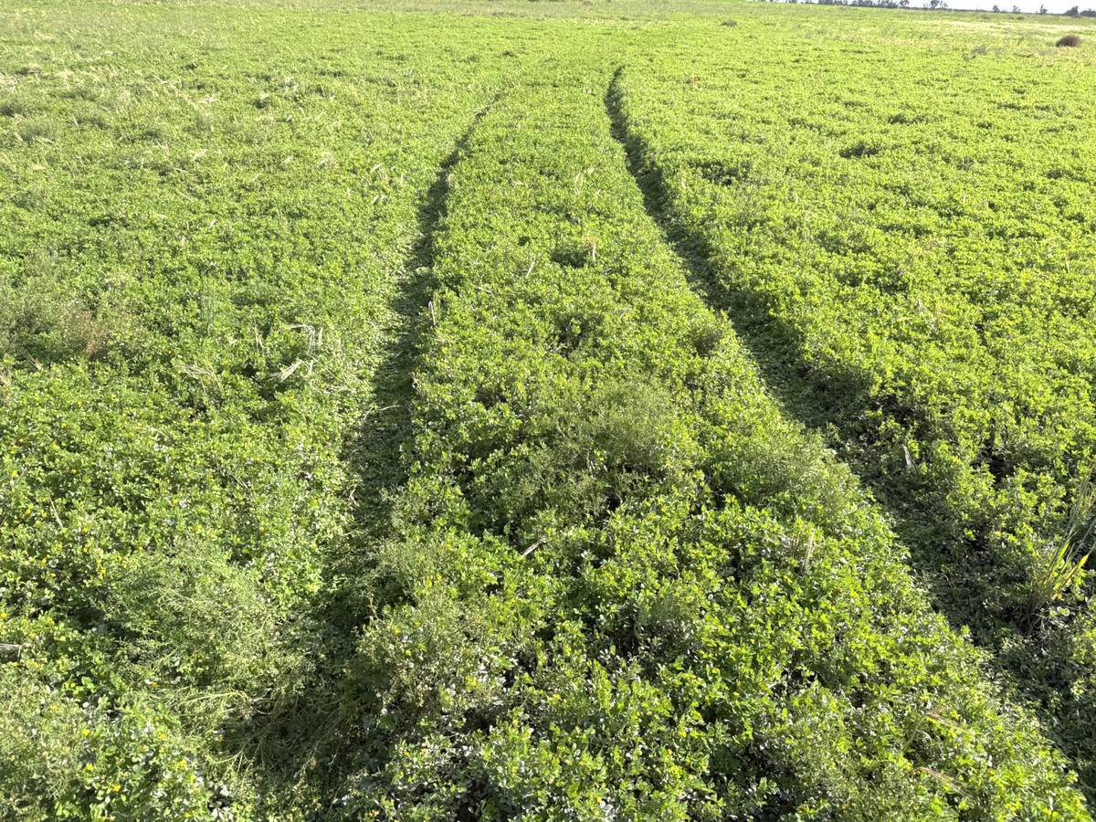 'Mount Hope' Curtis Road, Wargan For Sale by Farmbuy.com - image 18