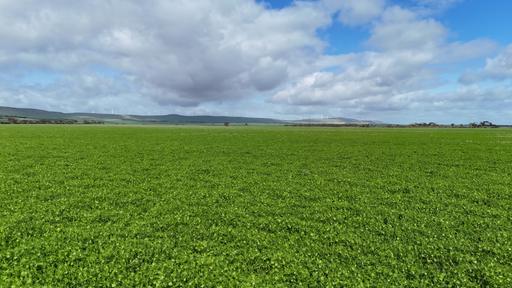 Farm For Sale - SA - Mundoora - 5555 - Quality Cropping Property 