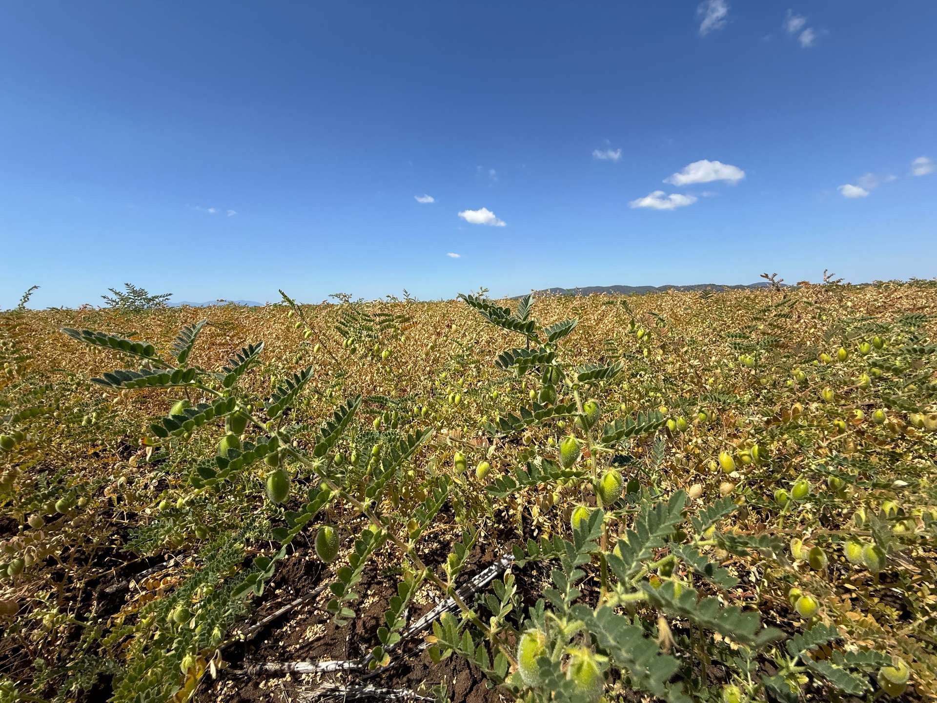 768 Rangemore Road, Gumlu For Sale by Farmbuy.com - image 16