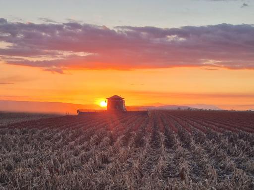 Farm For Sale - QLD - Gumlu - 4805 - Premium Farming Investment in North Queensland 
