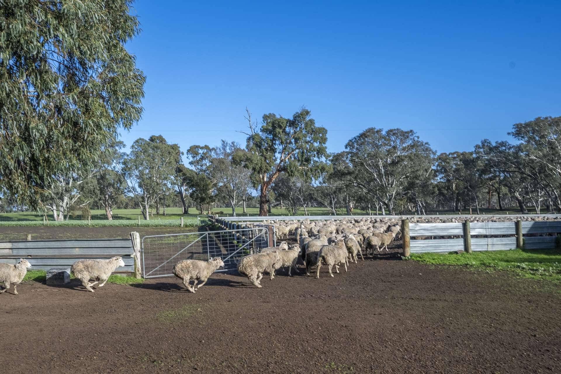 2314 Cavendish-Glendinning Road, Rocklands For Sale by Farmbuy.com - image 17