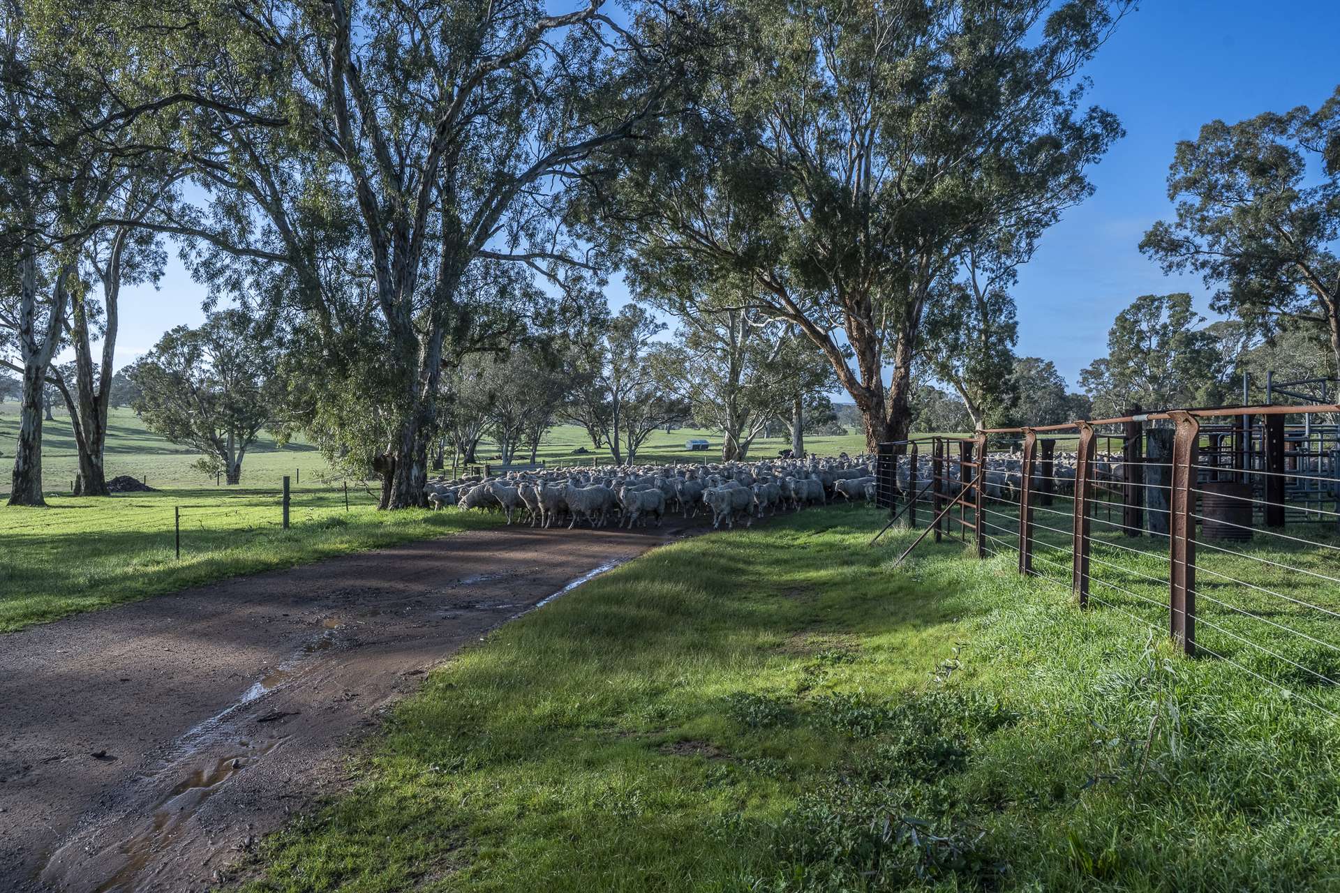 2314 Cavendish-Glendinning Road, Rocklands For Sale by Farmbuy.com - image 12