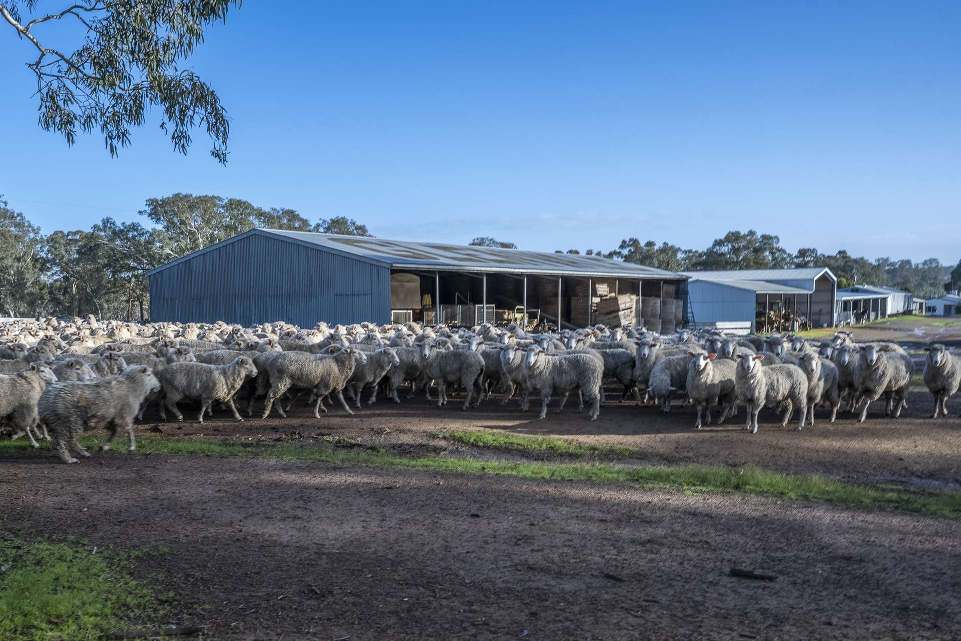 2314 Cavendish-Glendinning Road, Rocklands For Sale by Farmbuy.com - image 15