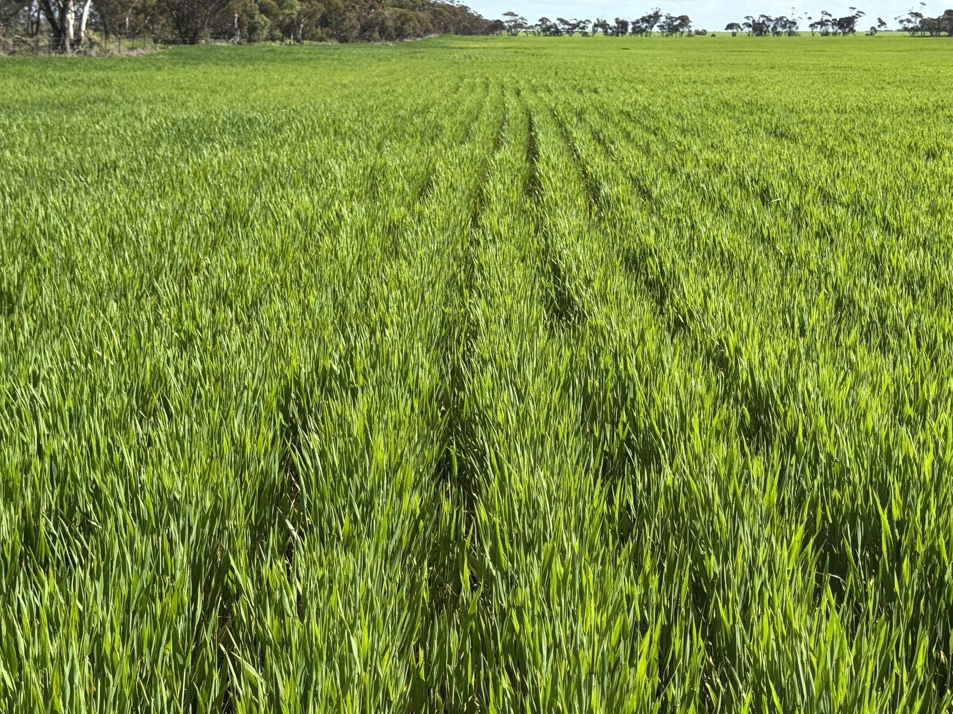 167 Moar Road, Swan Hill For Sale by Farmbuy.com - image 1
