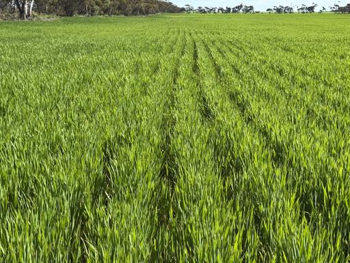 167 Moar Road, Swan Hill VIC 3585