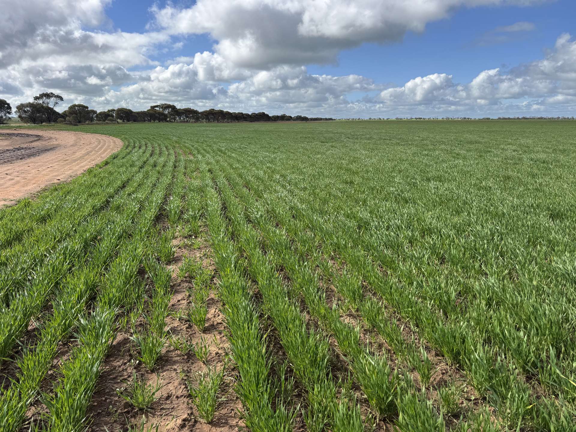 00 Ultima/Culgoa Road, Ultima For Sale by Farmbuy.com - image 5