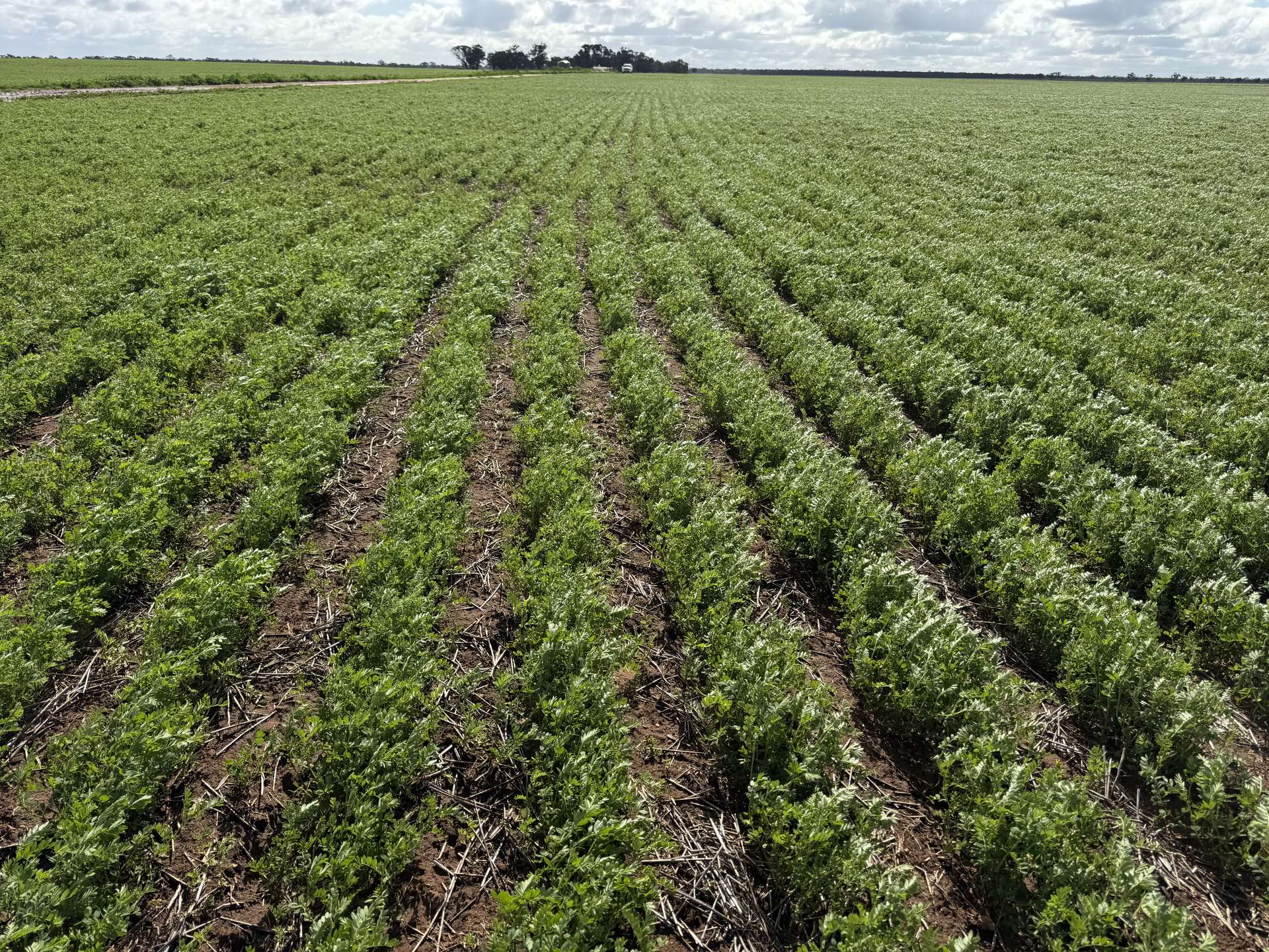 00 Ultima/Culgoa Road, Ultima For Sale by Farmbuy.com - image 6