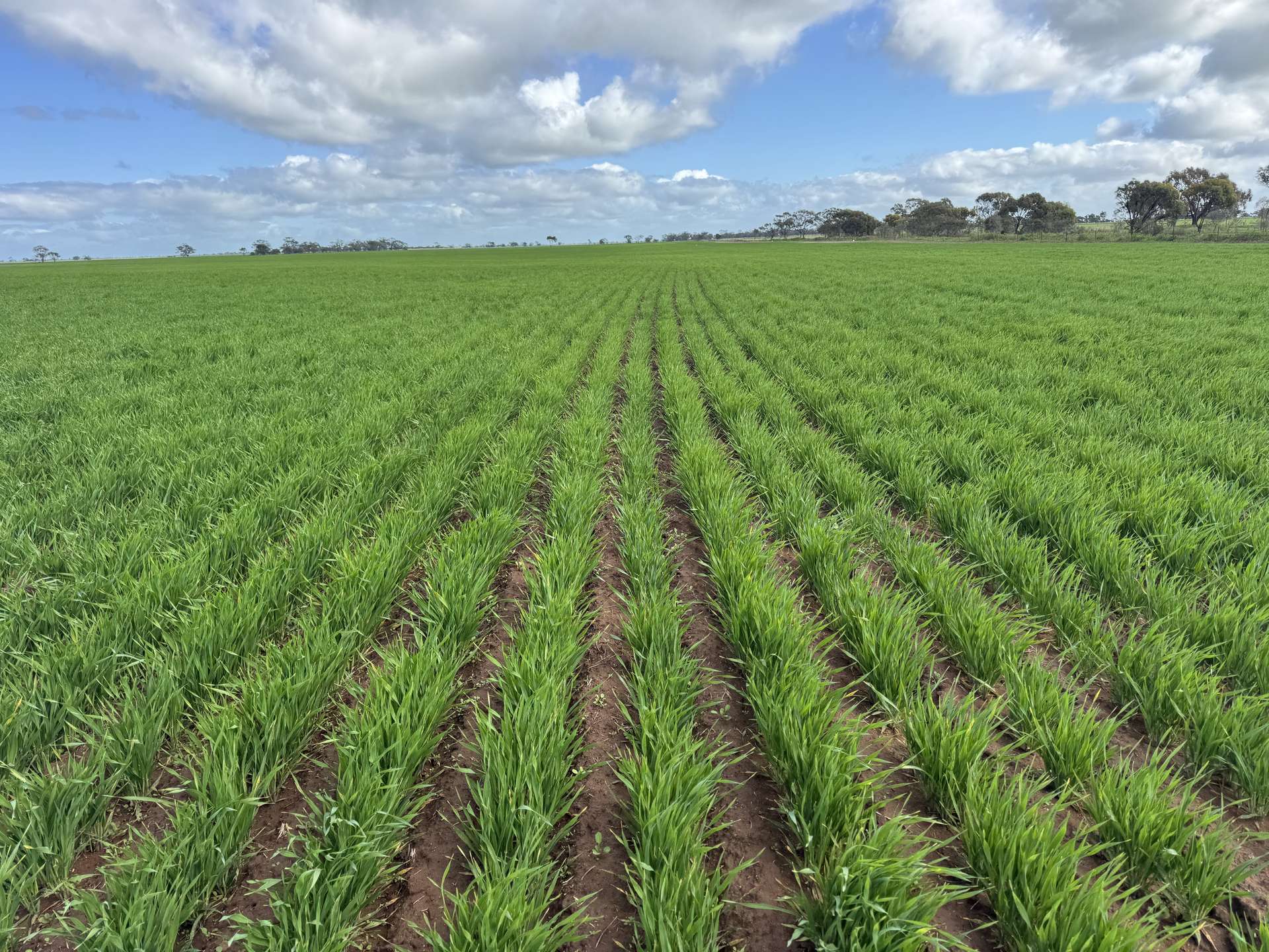 00 Ultima/Culgoa Road, Ultima For Sale by Farmbuy.com - image 1
