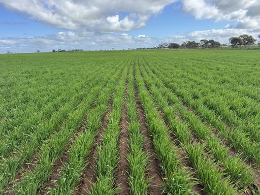 Farm For Sale - VIC - Ultima - 3544 - Productive Cropping/Grazing Ultima/Culgoa District 