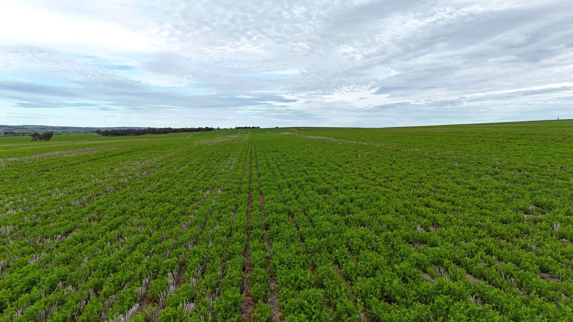 'Hillview' Wilkins Highway, Gladstone For Sale by Farmbuy.com - image 4