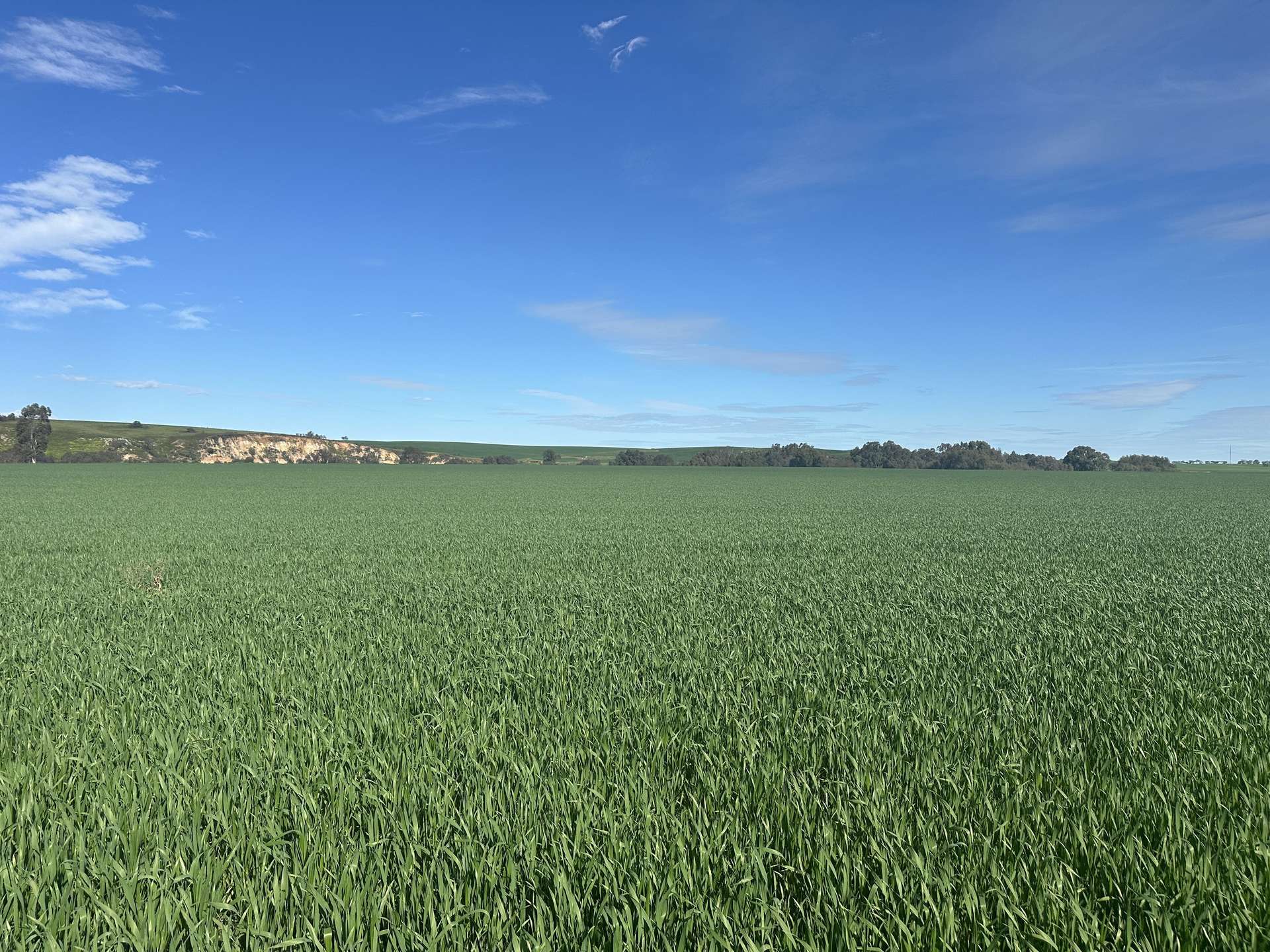 'Riverleigh' 110 Pedler Road, Yacka For Sale by Farmbuy.com - image 14