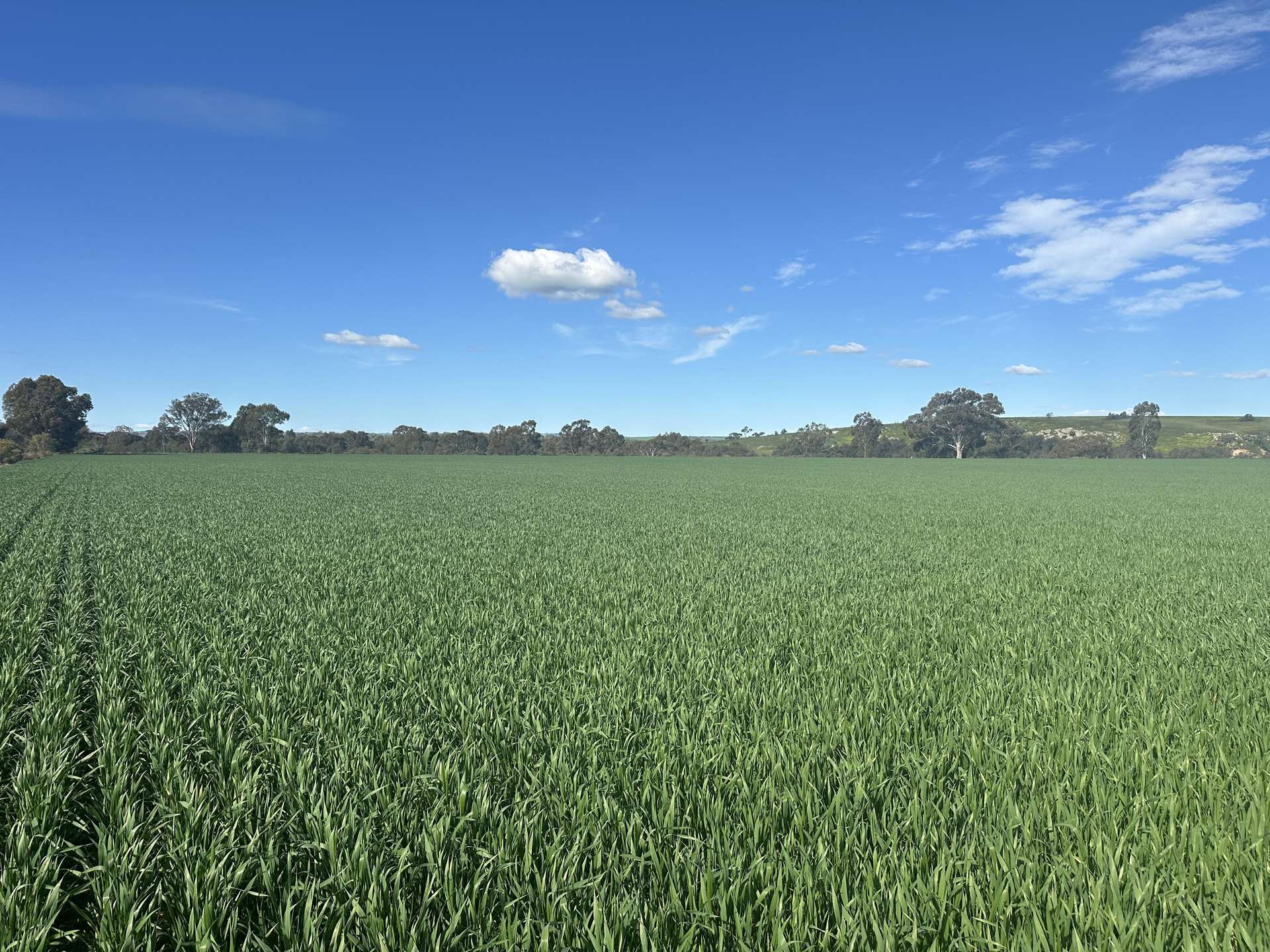 'Riverleigh' 110 Pedler Road, Yacka For Sale by Farmbuy.com - image 13