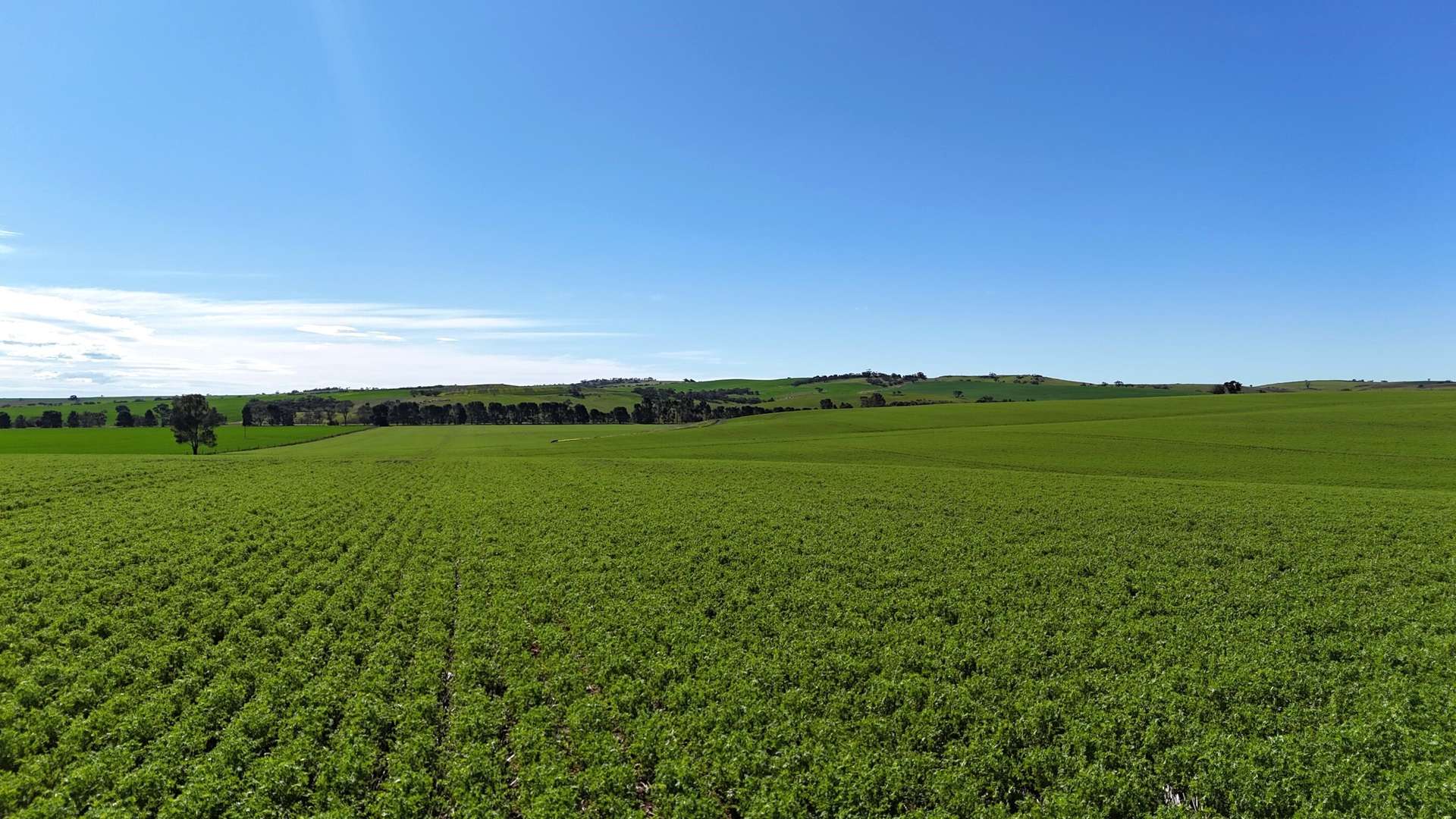 'Riverleigh' 110 Pedler Road, Yacka For Sale by Farmbuy.com - image 4