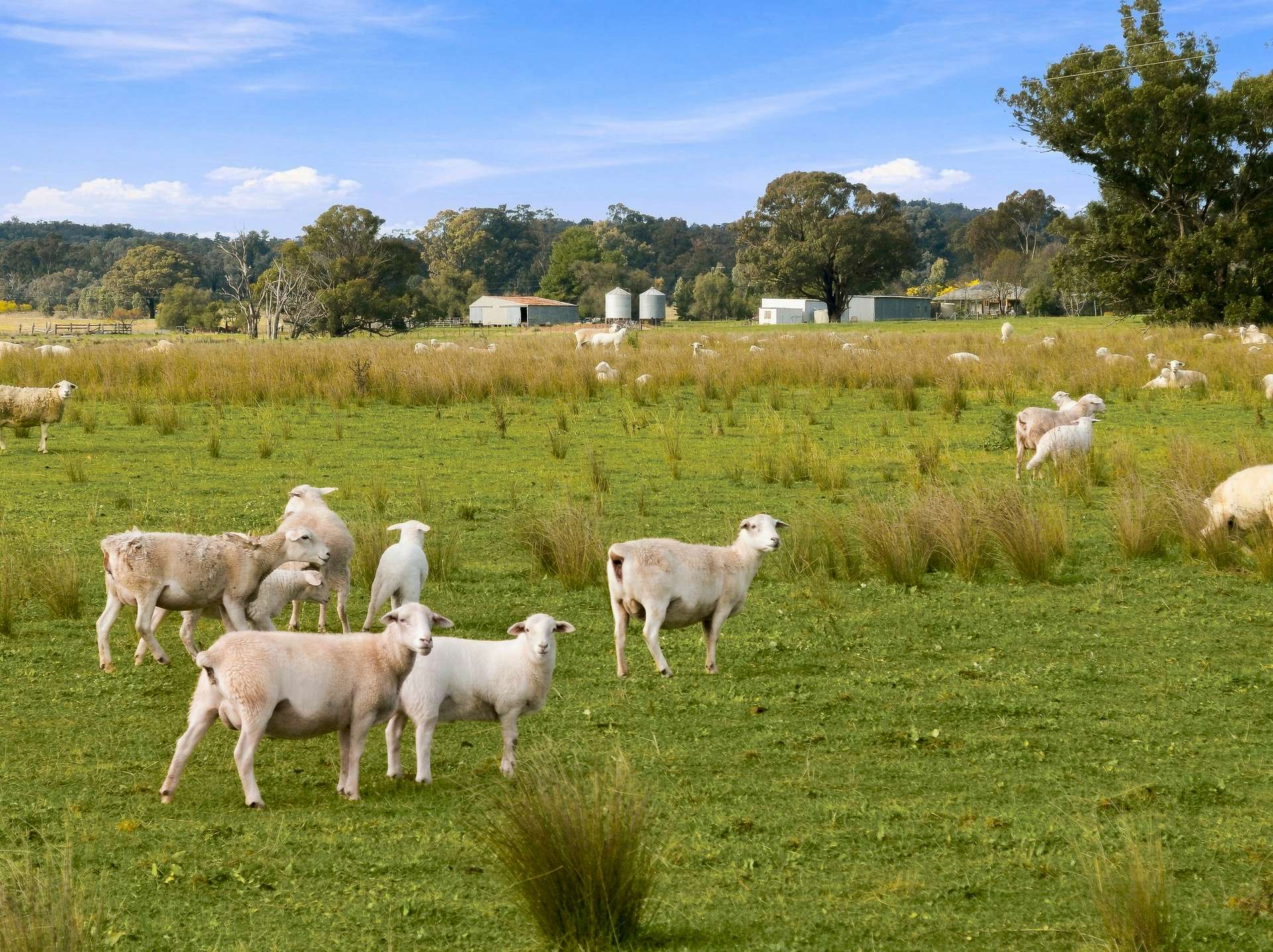 'Merrivale' 358 Goodwins Lookout Road, Cowra For Sale by Farmbuy.com - image 8