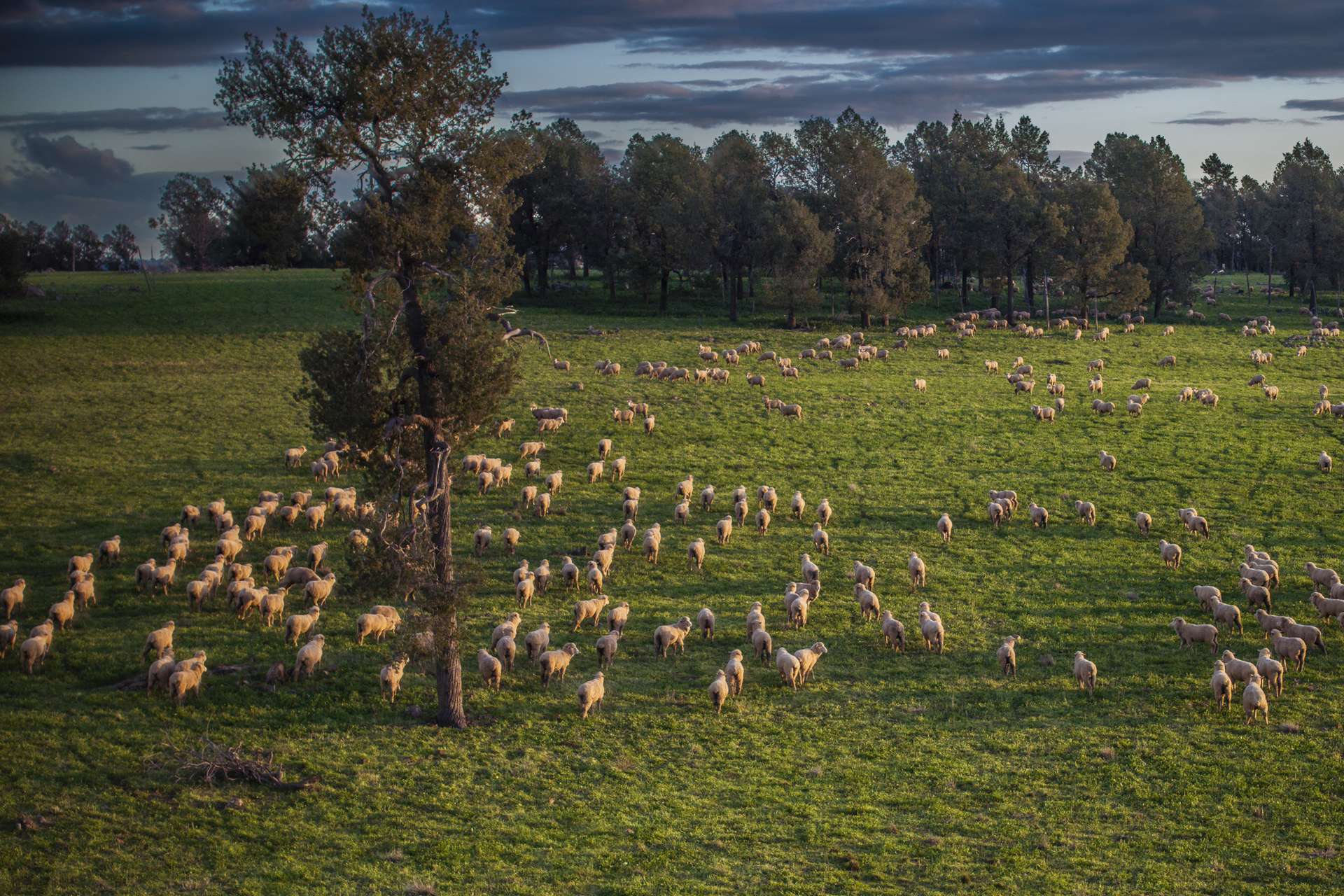 3235 Trundle Road, Cooks Myalls Auction by Farmbuy.com - image 8