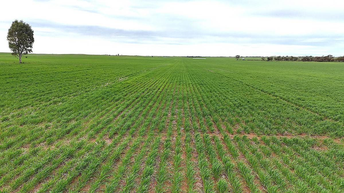CA 21 Hopetoun/Walpeup Road, Walpeup For Sale by Farmbuy.com - image 6
