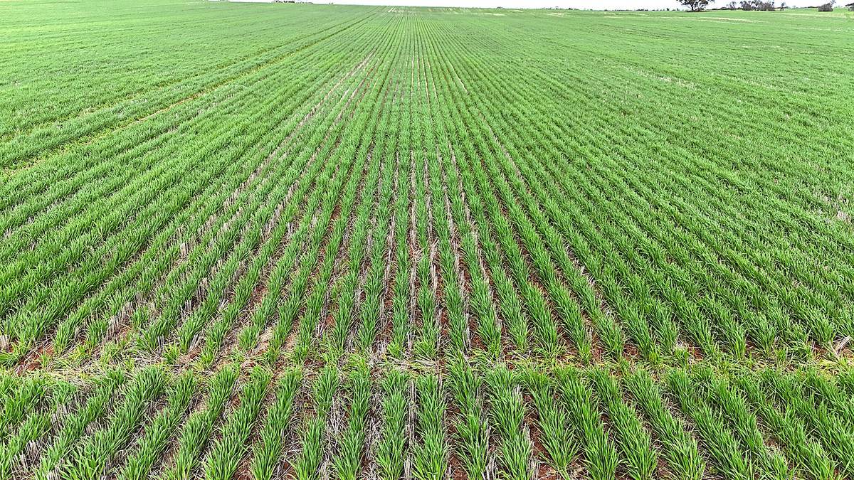 CA 21 Hopetoun/Walpeup Road, Walpeup For Sale by Farmbuy.com - image 2