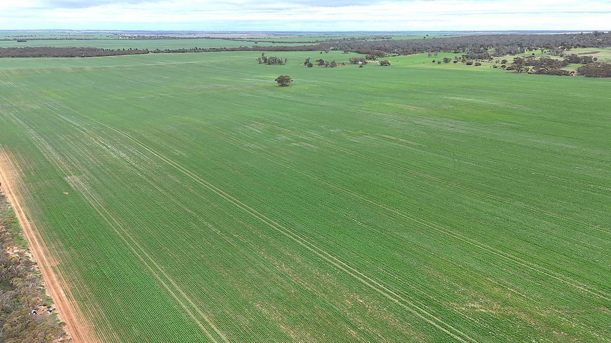 CA 21 Hopetoun/Walpeup Road, Walpeup For Sale by Farmbuy.com - image 3