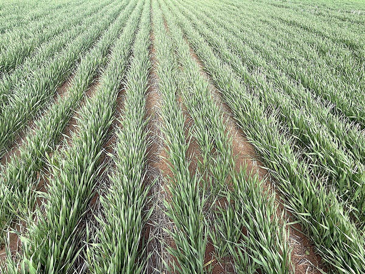 CA 21 Hopetoun/Walpeup Road, Walpeup For Sale by Farmbuy.com - image 11