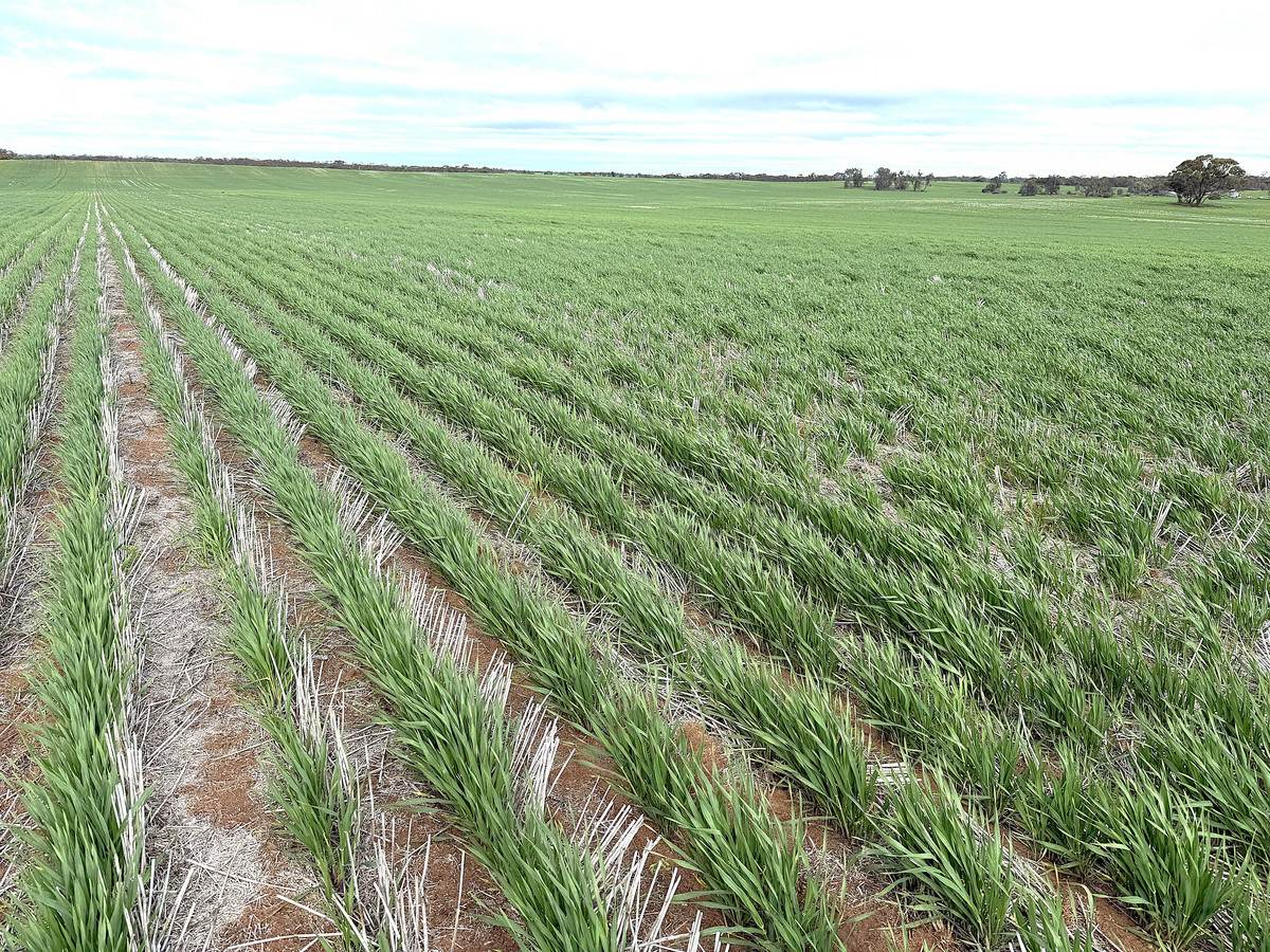 CA 21 Hopetoun/Walpeup Road, Walpeup For Sale by Farmbuy.com - image 10