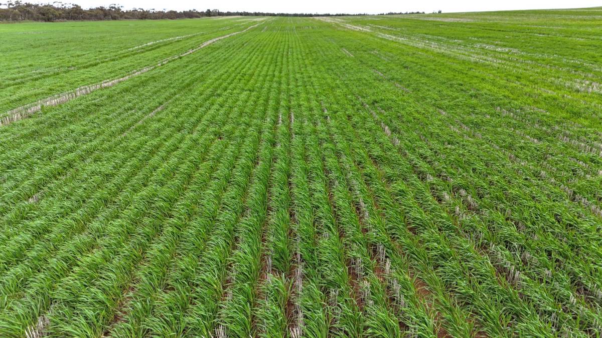 CA 21 Hopetoun/Walpeup Road, Walpeup For Sale by Farmbuy.com - image 4