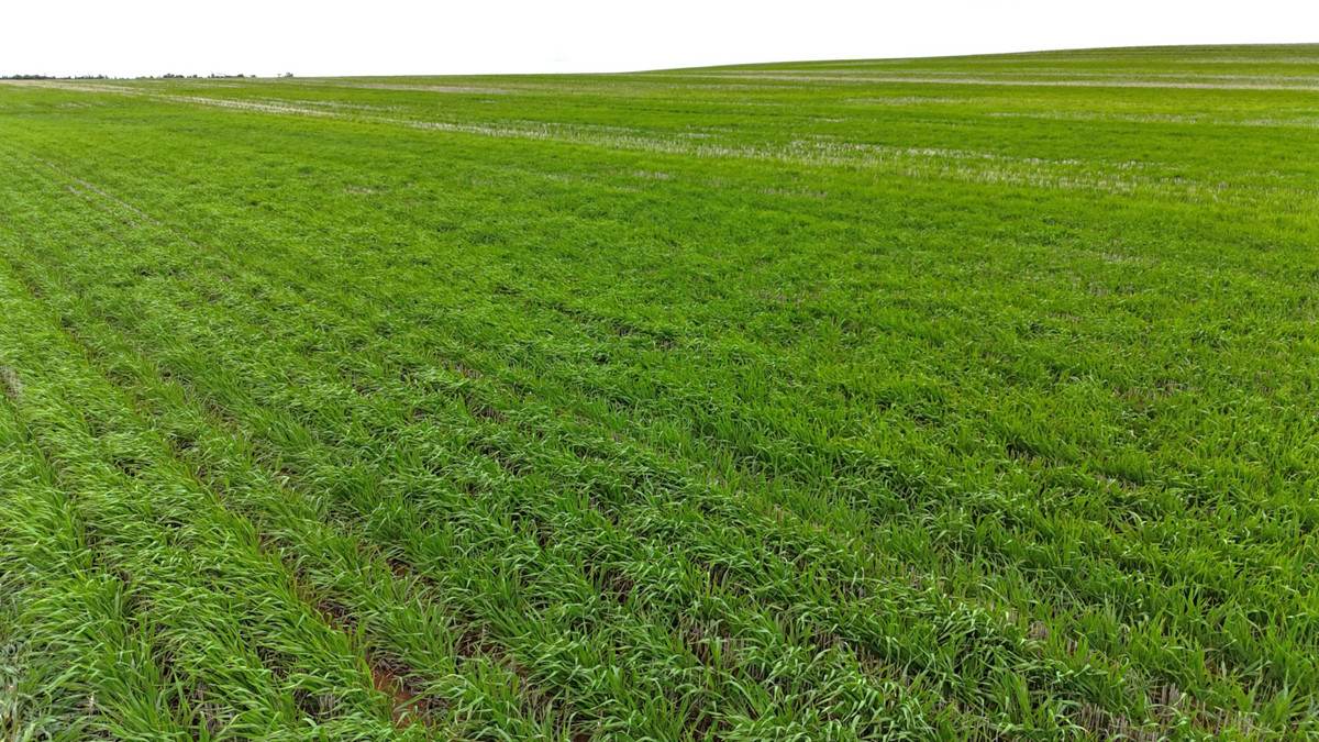 CA 21 Hopetoun/Walpeup Road, Walpeup For Sale by Farmbuy.com - image 8