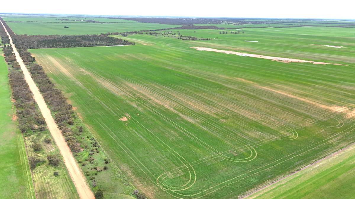 CA 21 Hopetoun/Walpeup Road, Walpeup For Sale by Farmbuy.com - image 5