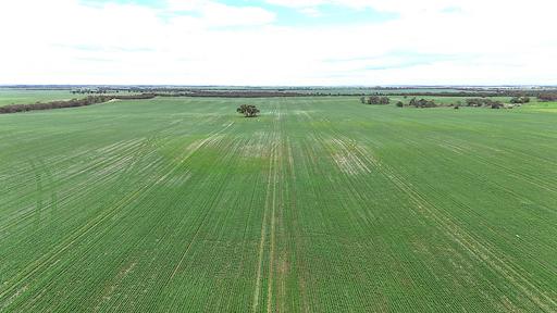 Farm For Sale - VIC - Walpeup - 3507 - Premium Walpeup Broadacre Cropping & Farming Enterprise 