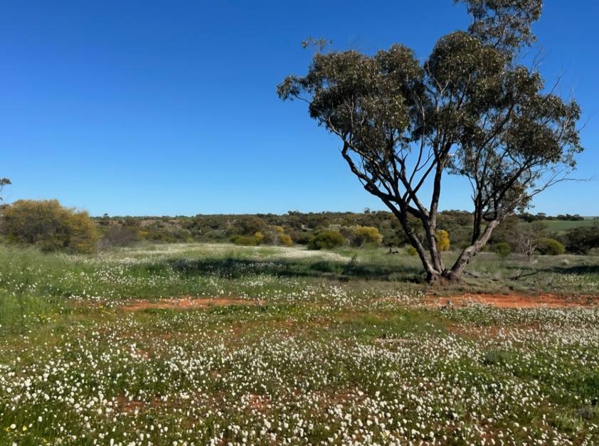 372 Burton Road, Ambania For Sale by Farmbuy.com - image 1