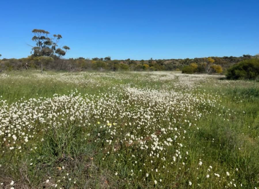 372 Burton Road, Ambania For Sale by Farmbuy.com - image 5
