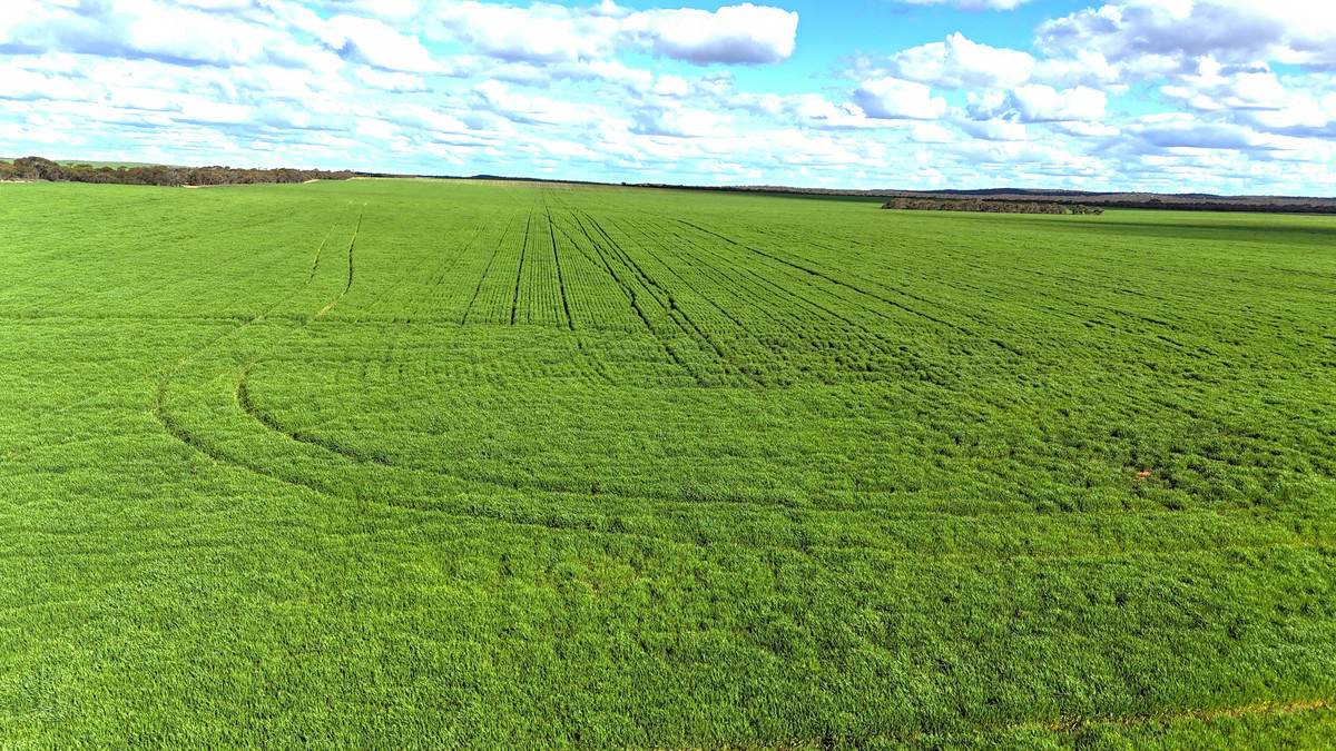'Garlick Ridge' Parallel Road, Walpeup For Sale by Farmbuy.com - image 4