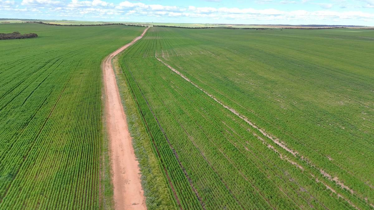'Garlick Ridge' Parallel Road, Walpeup For Sale by Farmbuy.com - image 12