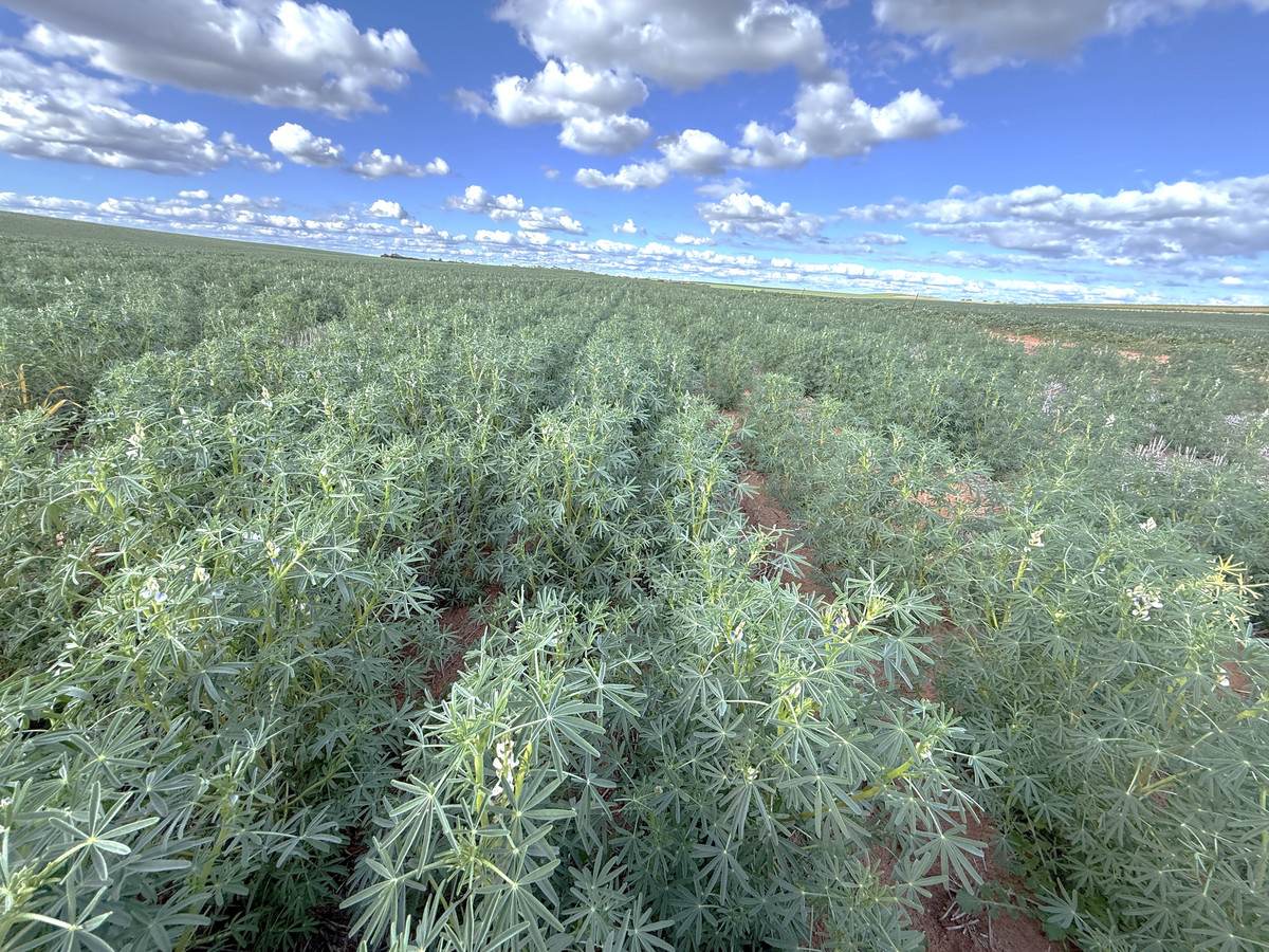 'Garlick Ridge' Parallel Road, Walpeup For Sale by Farmbuy.com - image 7