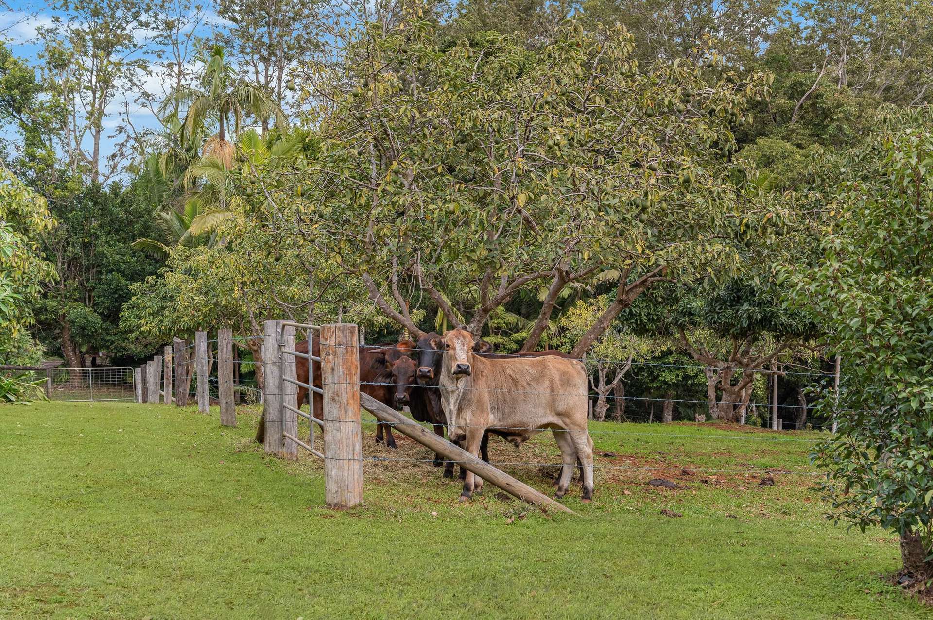 147 Obi Obi Road, Mapleton For Sale by Farmbuy.com - image 5
