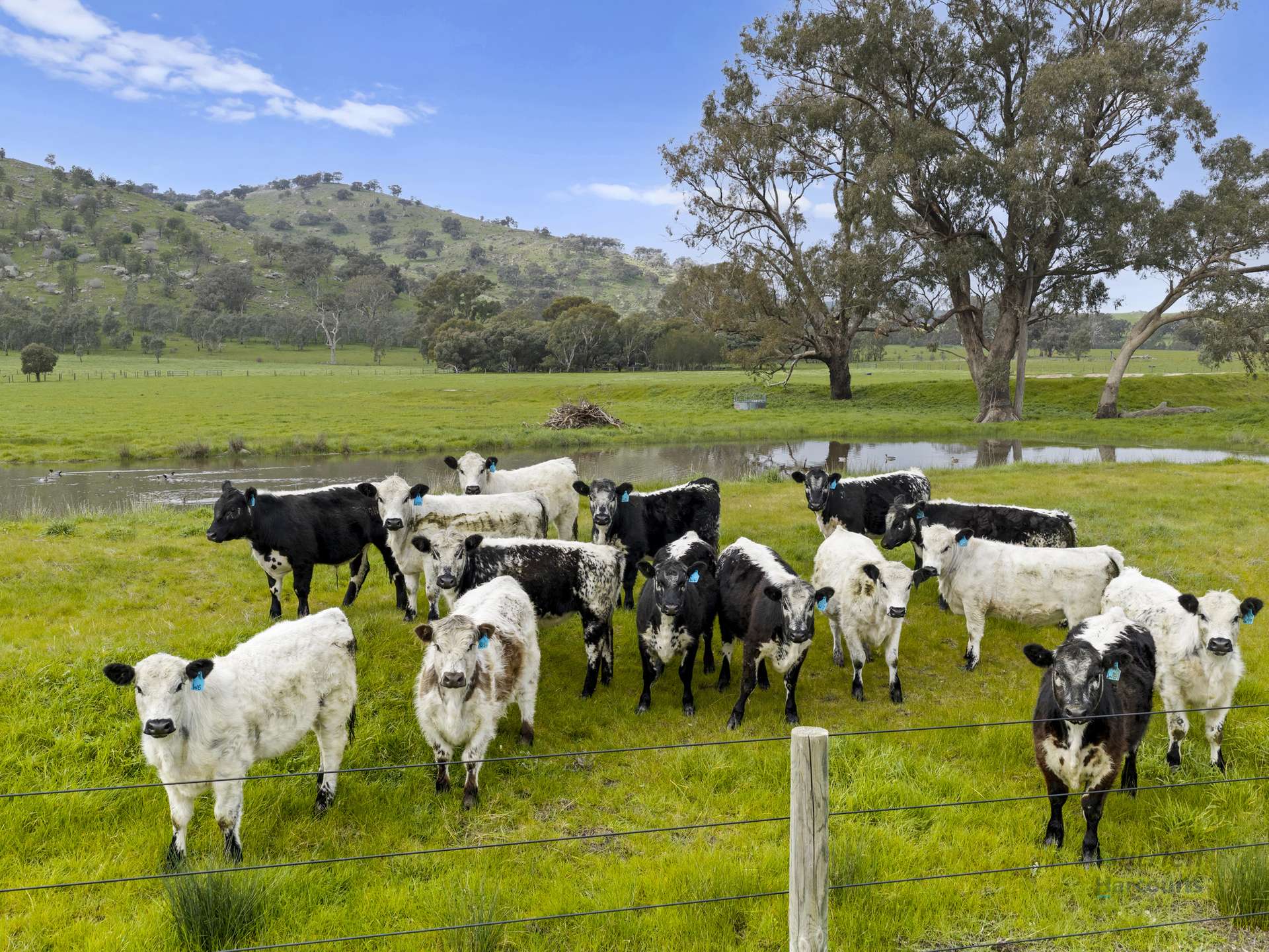 778 Sheans Creek Road, Euroa For Sale by Farmbuy.com - image 10