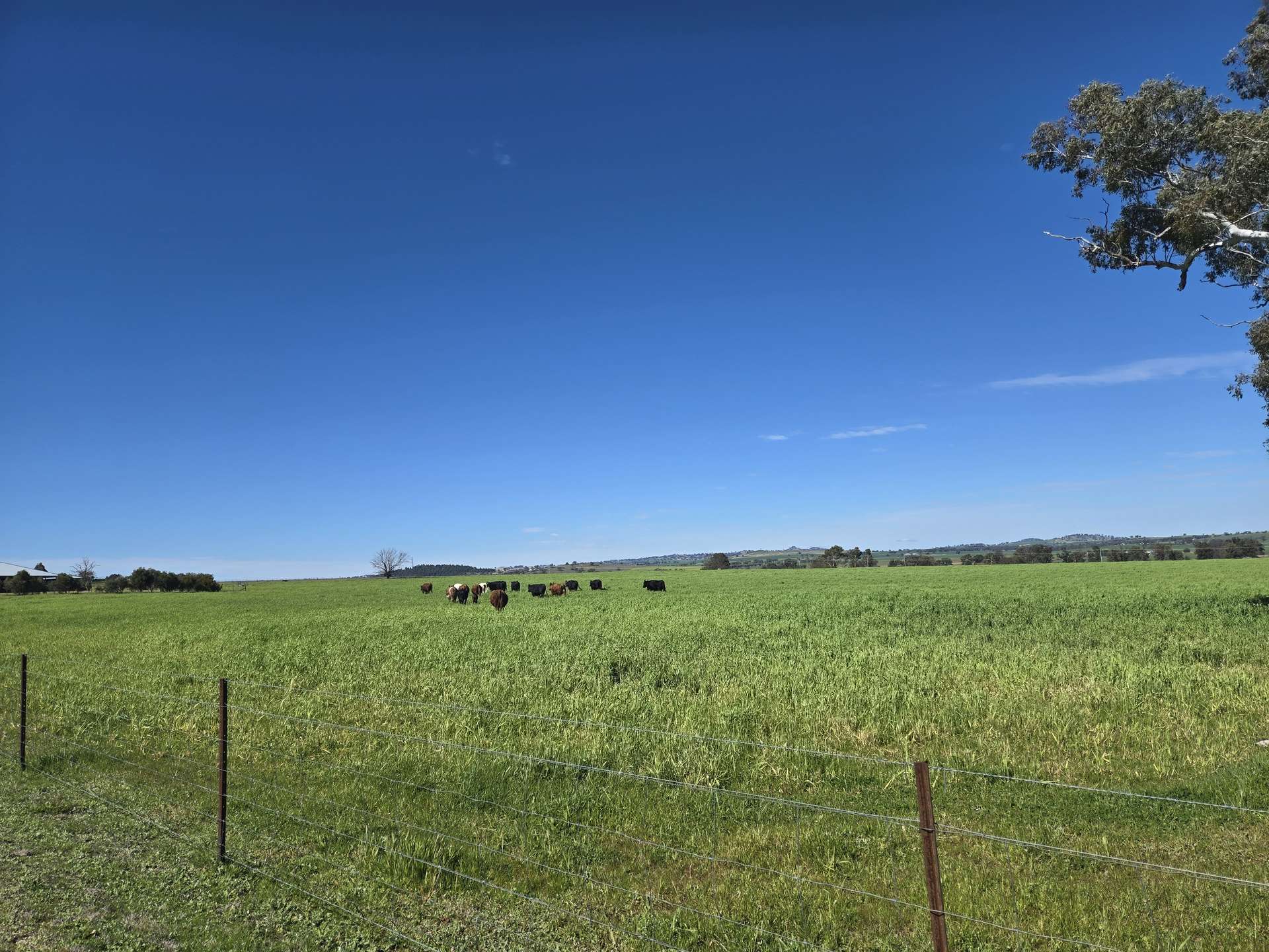 56 Leneva Lane, Canowindra For Sale by Farmbuy.com - image 15