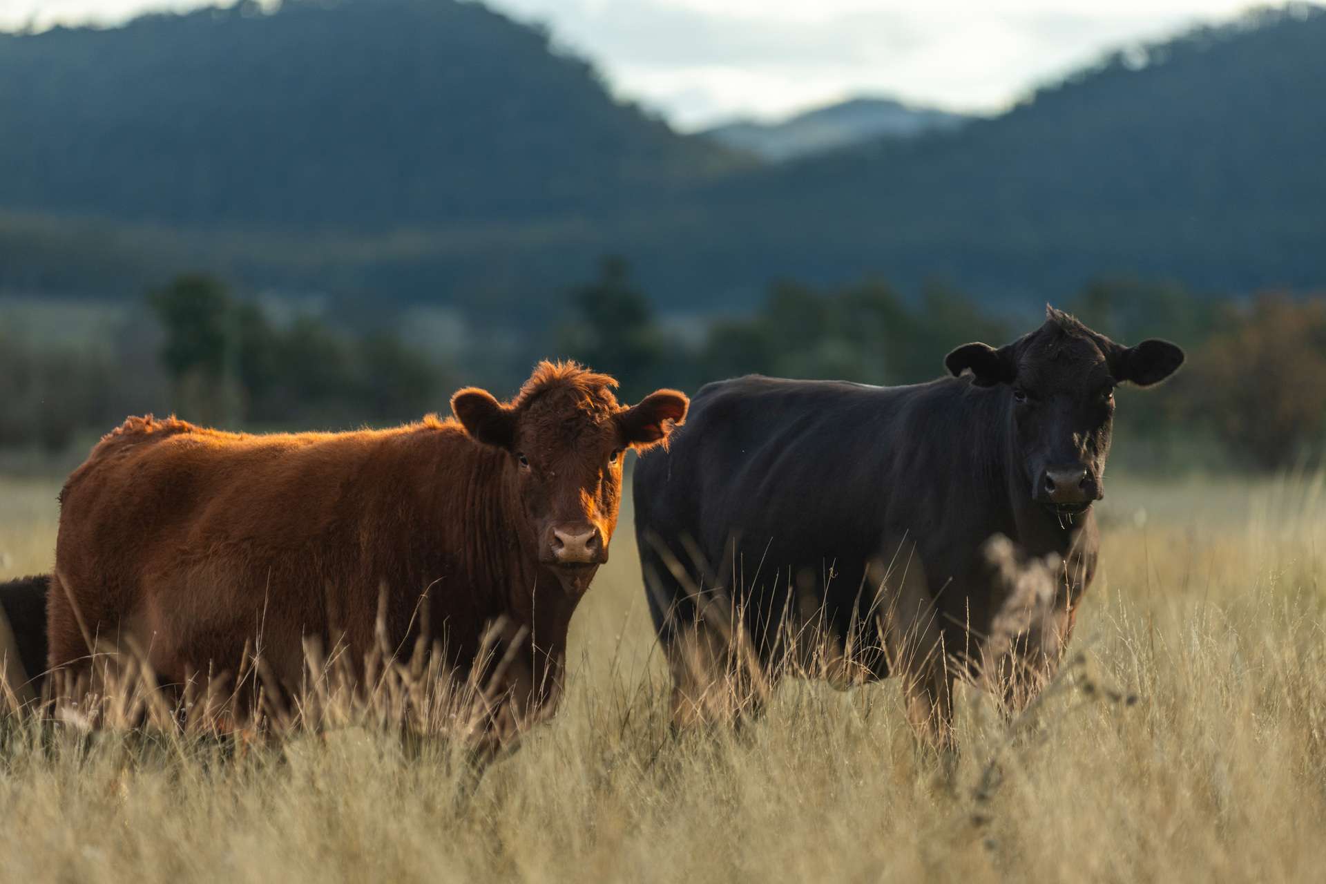 Martindale Road, Denman For Sale by Farmbuy.com - image 30