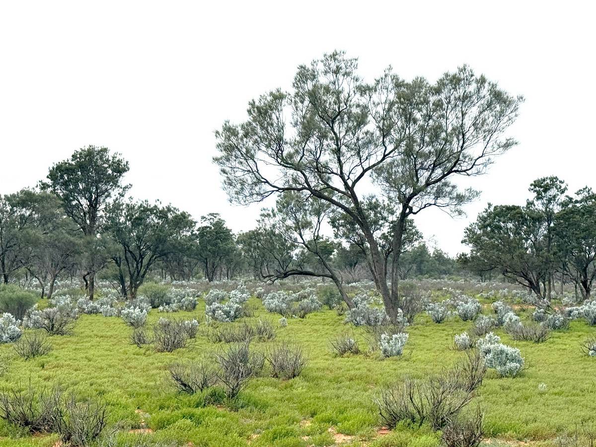 'Mazar Station' 6494 Netley Road, Broken Hill For Sale by Farmbuy.com - image 34